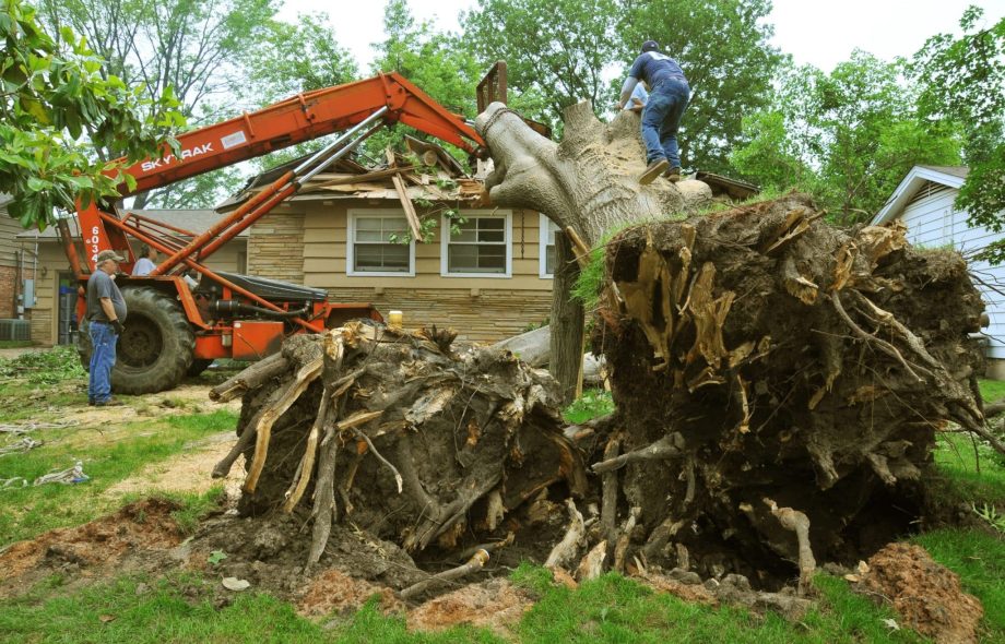 affordable Tree Service Houston