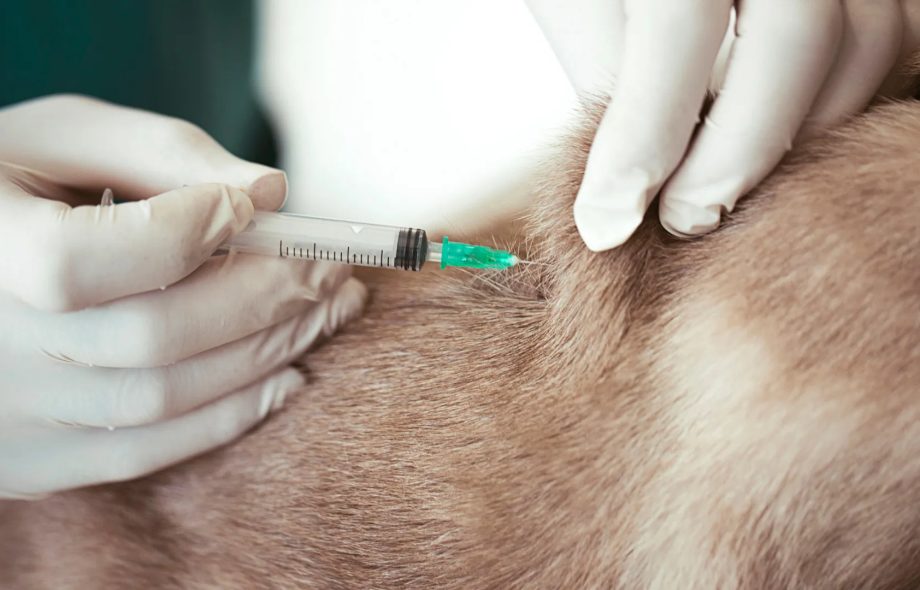 nine in one vaccine for dogs