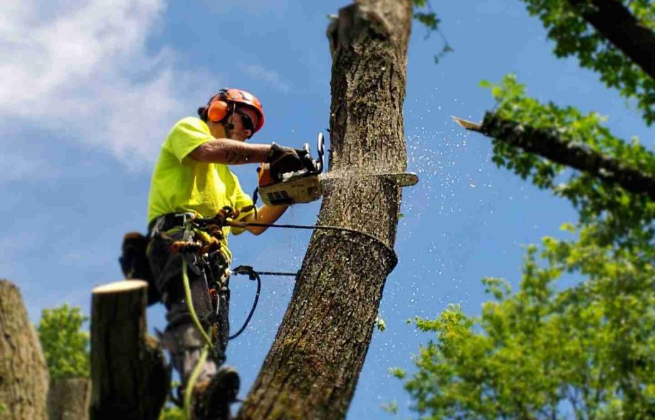 Henderson tree removal